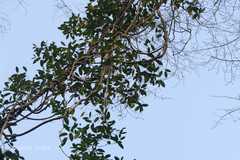 Anodendron paniculatum